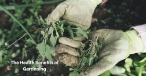a pair of hands in gardeing gloves holds some plants pulled from the soil. Text reads, the health benefits of gardening