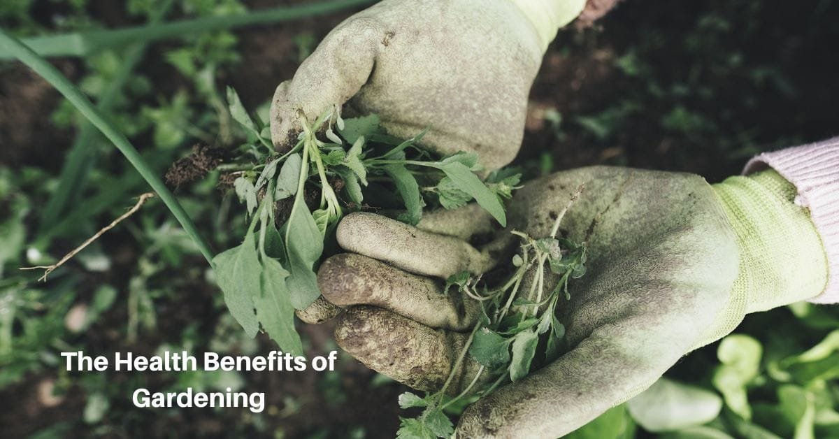 a pair of hands in gardeing gloves holds some plants pulled from the soil. Text reads, the health benefits of gardening